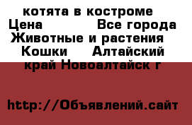 котята в костроме › Цена ­ 2 000 - Все города Животные и растения » Кошки   . Алтайский край,Новоалтайск г.